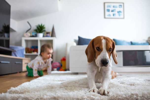 Uroczy pies gończy na dywanie. Dziecko na czworaka w tle. - Zdjęcie, obraz