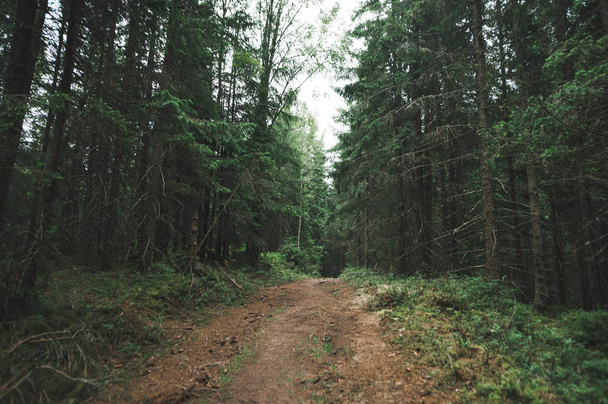 Tájkép, ösvény a hegyhez az erdőben. Túraútvonal a hegyi fenyőerdőben. Vadvilág-koncepció. Háttér. Másolótér - Fotó, kép