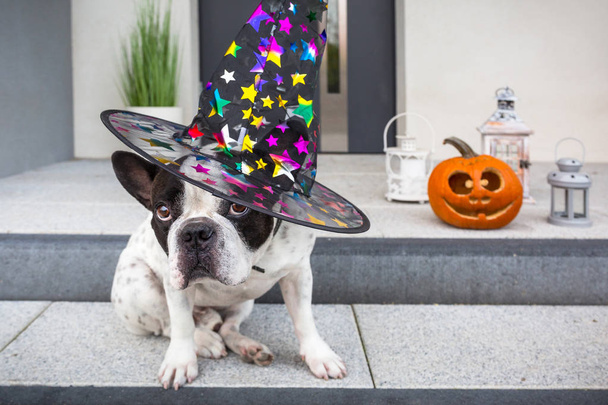 Fransız bulldog, balkabağı feneri ve cadılar bayramı için cadı şapkasıyla evde oturuyor. - Fotoğraf, Görsel