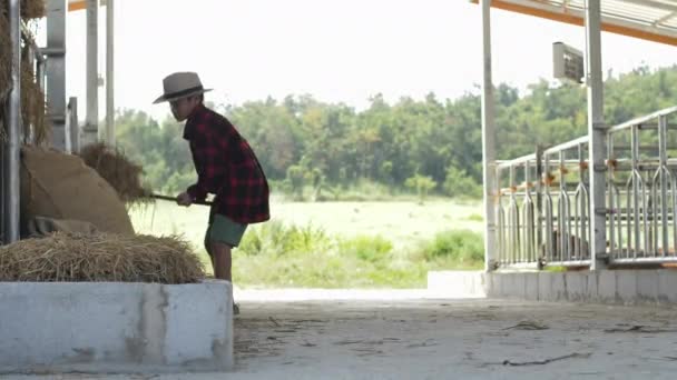 Asian father teaches son to work at a cow farm. - Séquence, vidéo