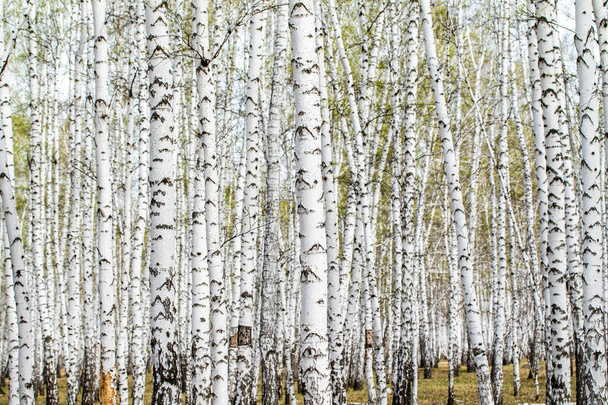 Birch trees forest grass early spring landscape forest area. - Photo, Image