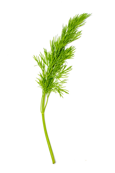 Дилл. Свежий салат, зеленые ветви укропа изолированы на белом фоне. Веганская еда. Макро-студия
. - Фото, изображение