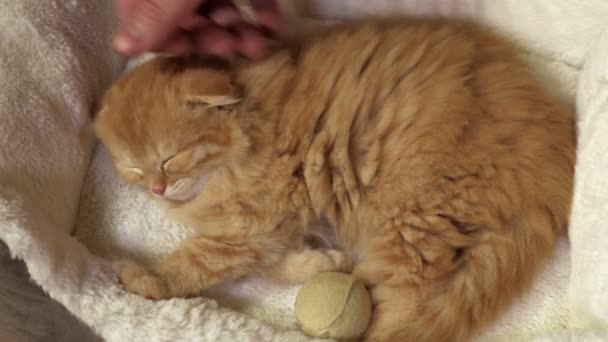 Adam uyuyan İskoç kedi yavrusuna sarılıyor. - Video, Çekim