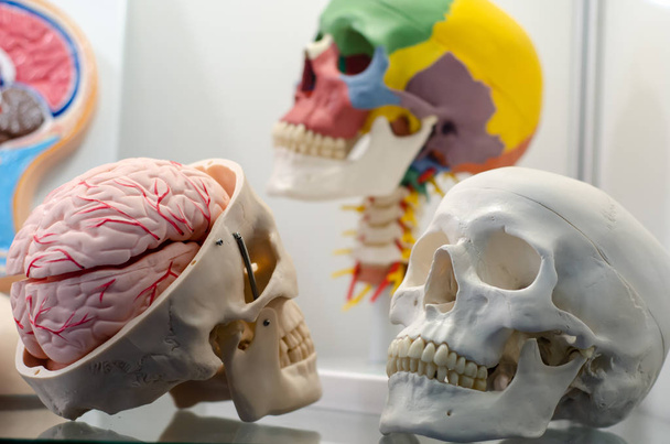 Modelo de Calavera Humana, Anatomía Humana Científica Entrenamiento Médico
. - Foto, imagen