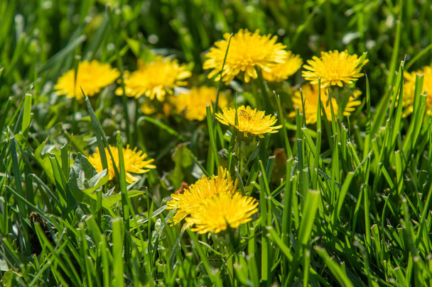 Žloutlá květina v zelené trávě, jarní scenérie. - Fotografie, Obrázek