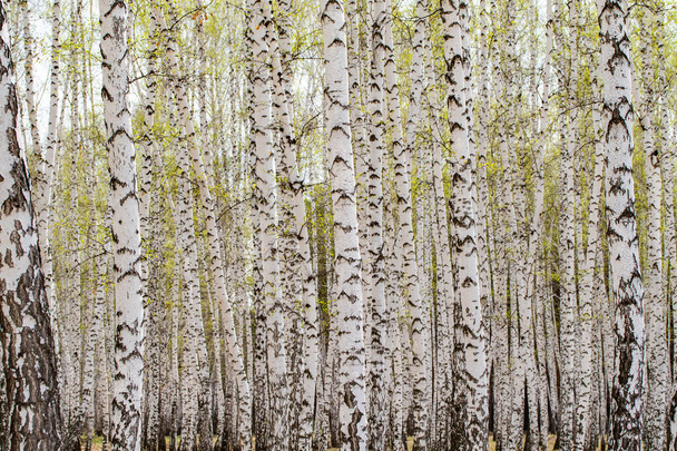 Witte berken bomen bos achtergrond, lente. - Foto, afbeelding