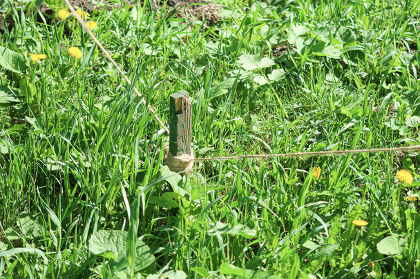 Деревянный кол в земле с веревкой в зеленой траве
. - Фото, изображение
