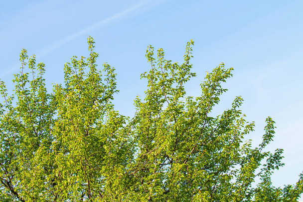 Green trees against the blue sky, summer landscape. - Фото, изображение