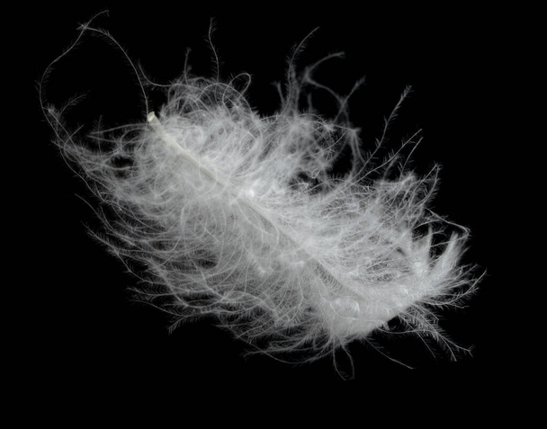 White swan feather on a black background in the air. Abstract white feathers floating in the air. - Photo, Image