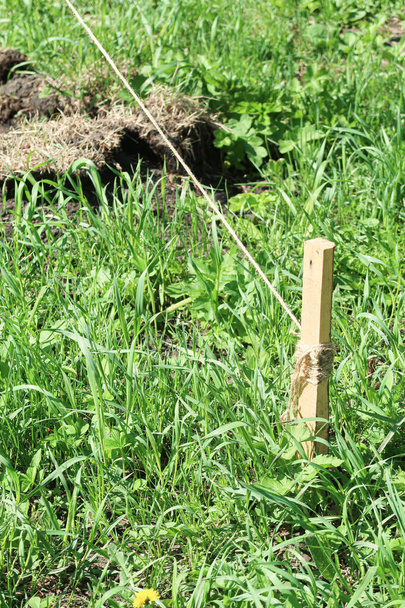 Wooden stake in the ground with a rope in the green grass. - Photo, Image