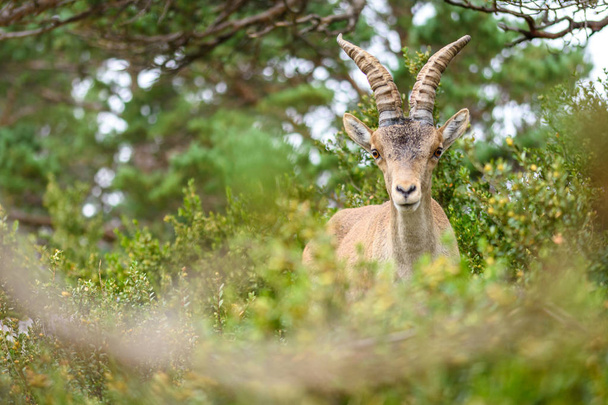 Ibex Español (Capra pyrenaica) en naturaleza, parque natural els ports
 - Foto, Imagen