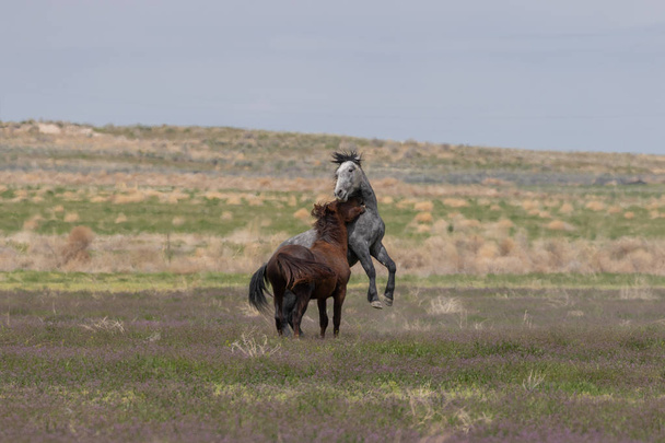 2頭の野生の馬がユタ砂漠で戦っています - 写真・画像