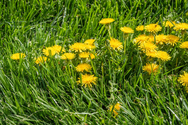Keltainen voikukka kukka vihreä ruoho, kevät maisema
. - Valokuva, kuva
