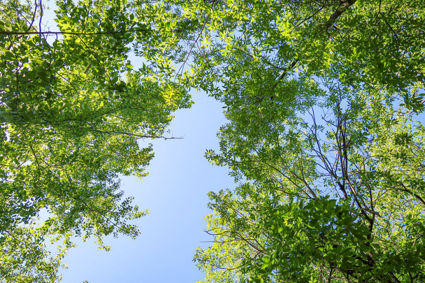 Folhas verdes de árvores vista de baixo contra o céu azul, natureza primavera
. - Foto, Imagem