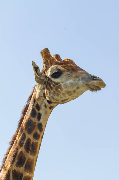 Giraffe head portrait, sky green trees. - 写真・画像