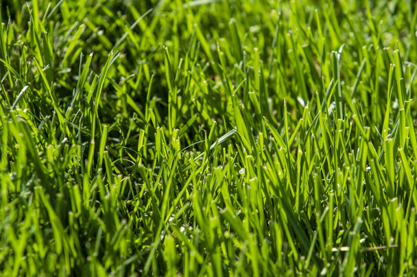 green grass in the sun, bokeh background of raindrops - Photo, Image