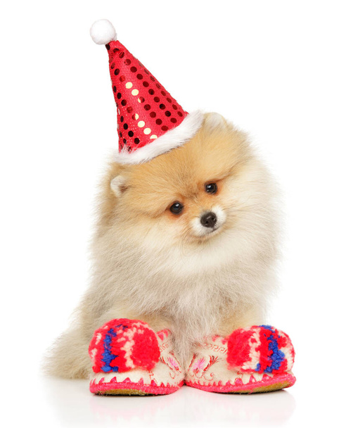 Pomeranian Spitz puppy in Santa hat - Foto, Imagen