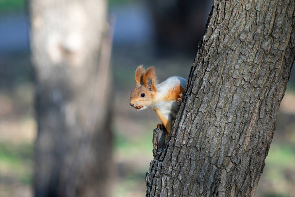Eichhörnchen im Herbstwald, Park. - Foto, Bild