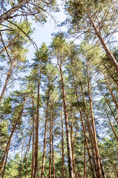 Pine forest in summer, view from the bottom to the sky. - Foto, Bild