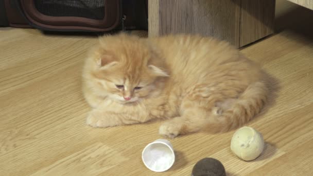 Уставший шотландский котенок расслабляется на полу
 - Кадры, видео