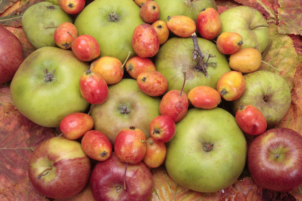 φρεσκοκομμένα φρούτα ώριμα καβούρι - Φωτογραφία, εικόνα