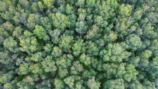 Antenne. Drohnenflug über grünen Wald. Blick von oben. - Filmmaterial, Video