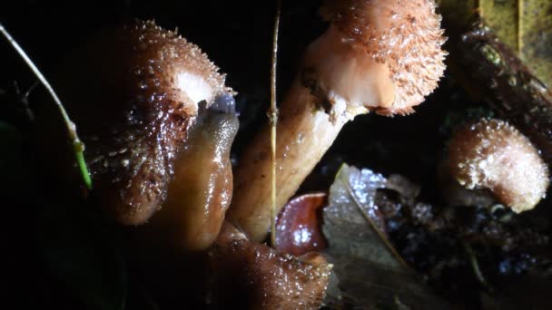 slug eat mushroom, radula,  slug, mushroom,  in the night , rain, close-up, closeup, close up,  family Arionidae, Gasteropoda, undergrowth, Erba, Lecco, Italy,  - 映像、動画