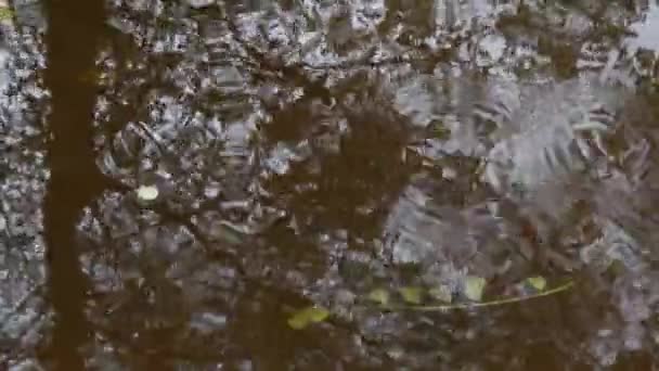 Yağmur yağdığında su birikintisi, ormanda, yaprak döken ormanda, damlalar, yağmur damlaları, Albavilla, Lecco, İtalya, açık havada, doğa, yağmur - Video, Çekim