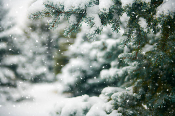 kaunis talvi maisema lumen peitossa puita - Valokuva, kuva