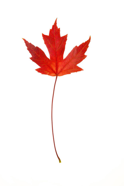 красный кленовый лист - Фото, изображение