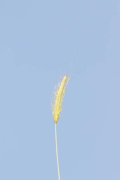 Spike of wild wheat against the blue sky - Photo, Image