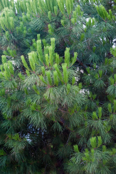 Зеленая сосна Pinus mugo крупным планом с молодыми конусами на размытом красочном осеннем фоне леса с красивым боке. Рождественская тема
. - Фото, изображение