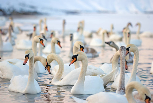 Swans on the lake in winter - Photo, Image