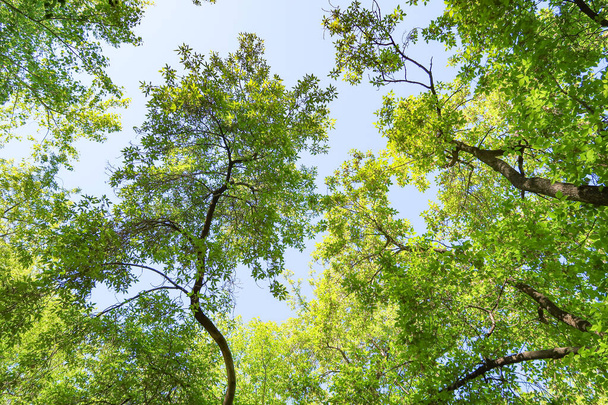 Green leaves of trees view from below against the blue sky, spring nature. - Fotografie, Obrázek