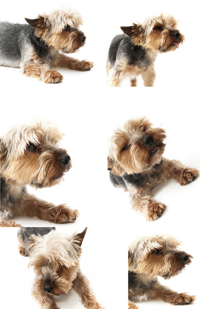 фреска собаки
 - Фото, изображение