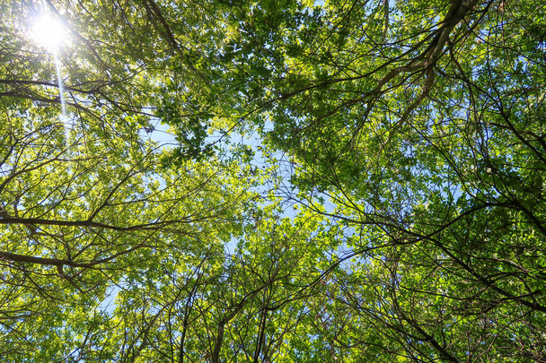 Зелене листя дерев вид знизу на блакитне небо, весняна природа
. - Фото, зображення