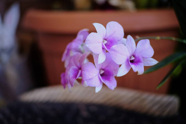 Piękna różowa orchidea kwitnąca w ogrodzie  - Zdjęcie, obraz