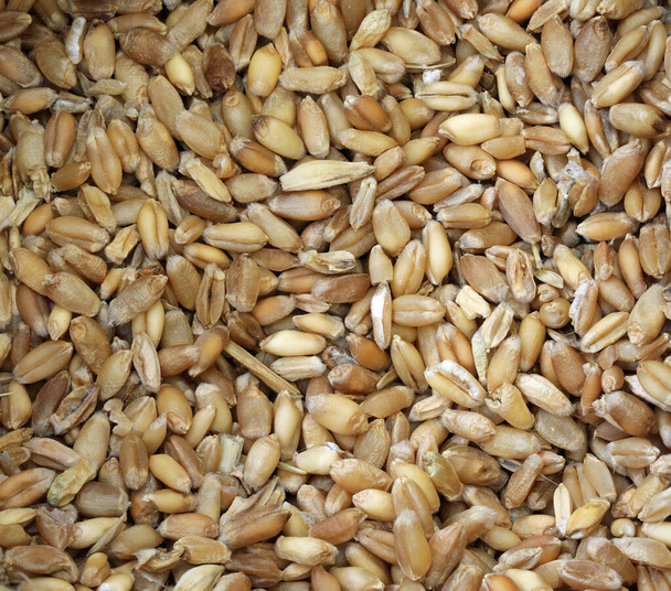 nasiona pszenicy i więcej odmian starożytnych ziaren - Zdjęcie, obraz