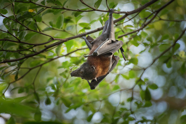 Bat, ssak z rzędu Chiroptera wisi na gałęzi drzewa. - Zdjęcie, obraz
