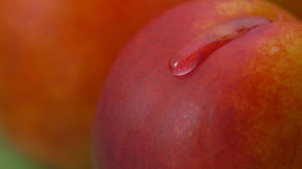 Close-up of a drop of water flowing over peach - Záběry, video