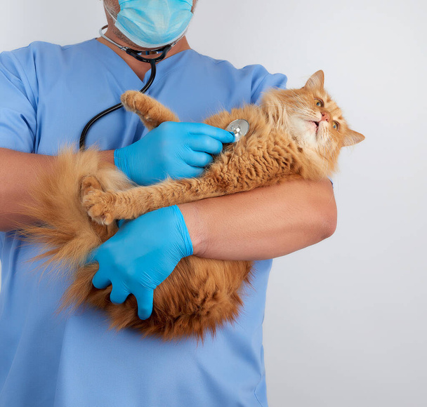 Ветеринар в синей форме и стерильных латексных перчатках держит и
  - Фото, изображение