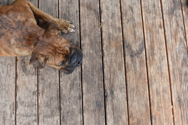 Estate all'aperto ritratto del cane pugile Geman nella calda giornata di sole. Tigre marrone con mandrino boxer colorato
 - Foto, immagini