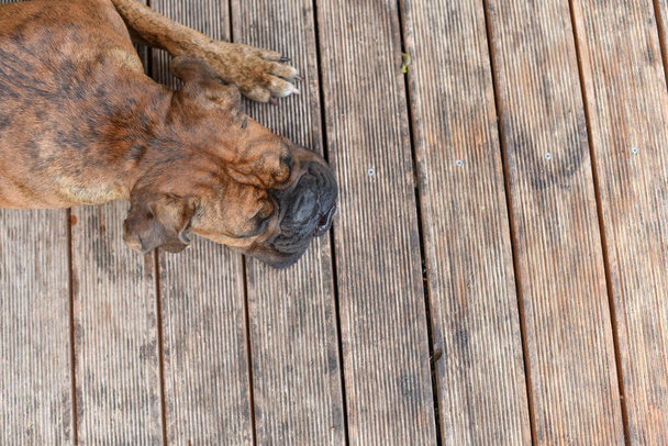 Καλοκαίρι σε εξωτερικούς χώρους πορτρέτο του σκύλου πυγμάχος Geman σε ζεστή ηλιόλουστη μέρα. Καφέ τίγρης με μπρονζέ χρώμα μποξέρ - Φωτογραφία, εικόνα