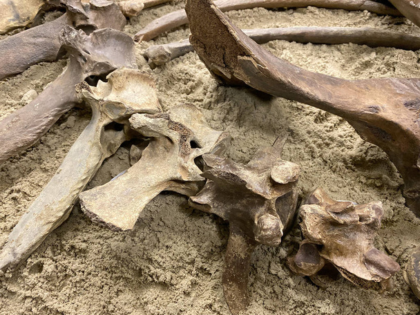 Os ossos do esqueleto de um animal antigo jazem no chão. Sítio arqueológico. Uma exposição de artefatos raros
. - Foto, Imagem