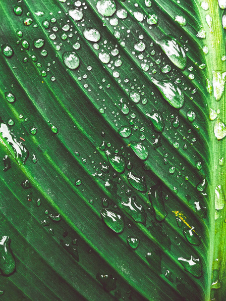 Raindrops on a background of nature leaves. Palm tree leaves nat - Foto, afbeelding