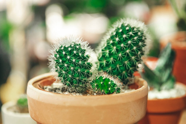 Market of flowers, mini cactus in pots shelves sold - Photo, Image