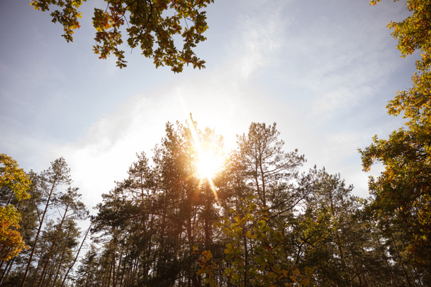 Sonne, Bäume mit gelben und grünen Blättern im herbstlichen Park am Tag  - Foto, Bild
