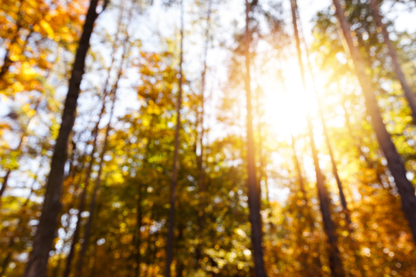 сонце, дерева з жовтим і зеленим листям в автономному парку вдень
  - Фото, зображення