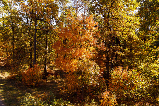 trees with yellow and green leaves in autumnal park at day  - Φωτογραφία, εικόνα