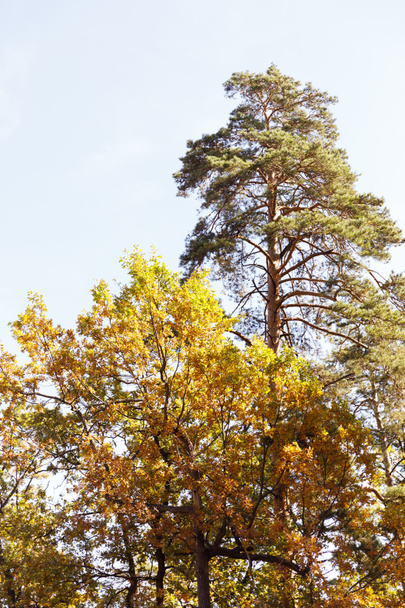 trees with yellow and green leaves in autumnal park at day  - Фото, зображення